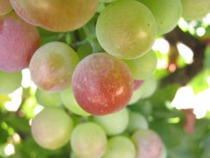 Grapes